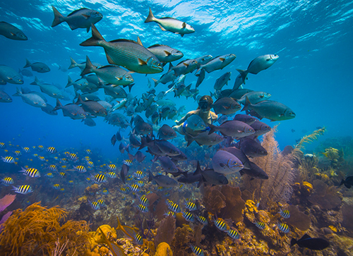 Belize Barrier Reef