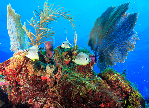 Discover the Belize Barrier Reef