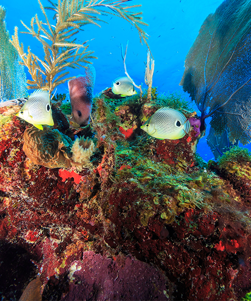 Protecting the Belize Barrier Reef