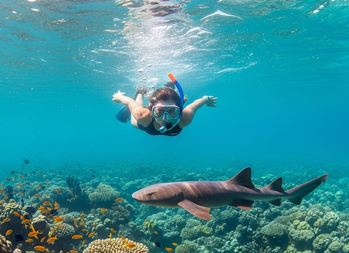 Snorkel-at Hol Chan and Swim with Nurse Sharks