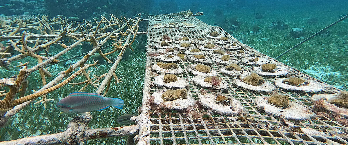 coral-reef