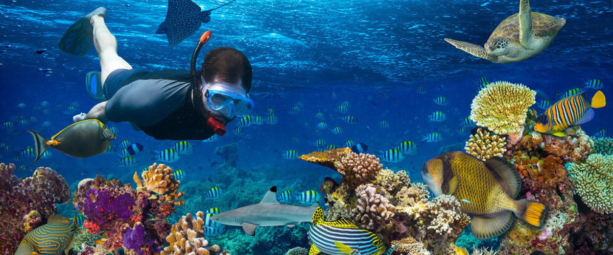 coral-reef